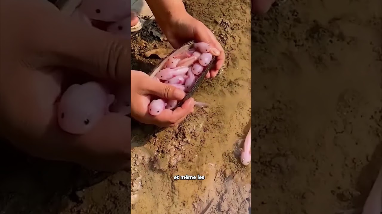 Ne Jouez Jamais Avec Des Axolotls !